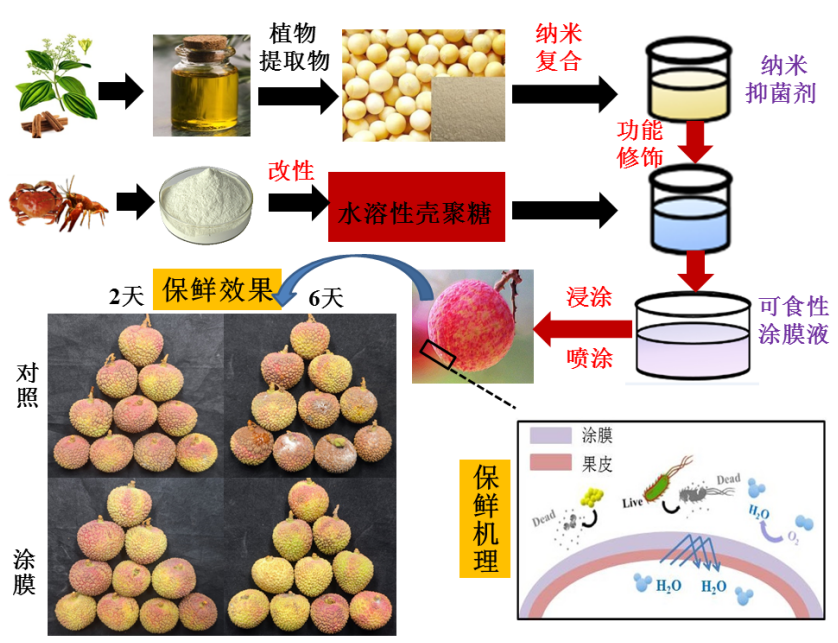涂膜科技賦能鄉(xiāng)村振興 廣東省科技廳助力荔枝保鮮增收行動紀(jì)實(shí)